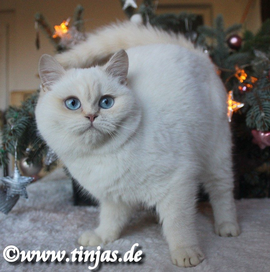 Britisch Kurzhaar red silver chinchilla point</A>